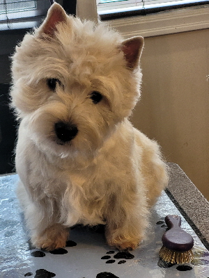 Albert