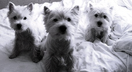 Prima, Dolce and Knock. 2004