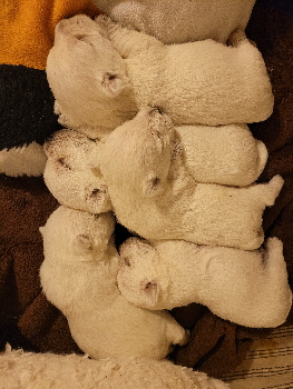 Puppies2
